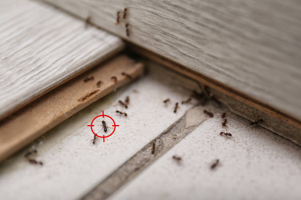 Best Termite Control Services  in Collinsville, OK